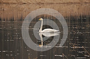 Whooper swan swimming on the Narewka River in the Bialowieza National Park. Backwaters of the river and horse mating season