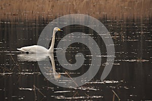 Whooper swan swimming on the Narewka River in the Bialowieza National Park. Backwaters of the river and horse mating season