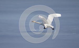 Whooper swan take off