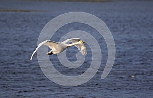 Whooper swan take off