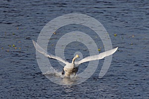 Whooper swan take off