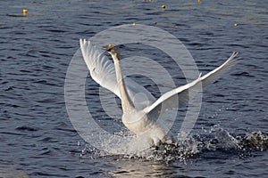 Whooper swan take off