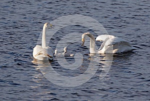 Whooper swan take off