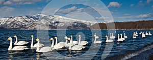 Whooper Swans photo