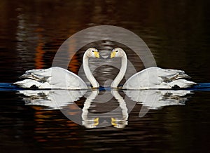 Whooper Swans photo