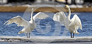 Whooper Swans photo