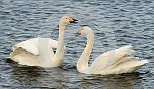 Whooper Swans photo