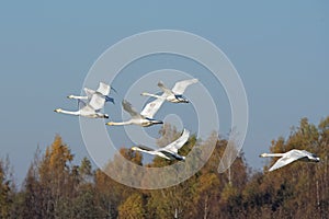 Whooper swans photo