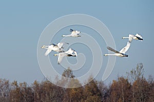Whooper swans photo