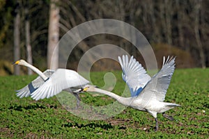 Whooper swans photo