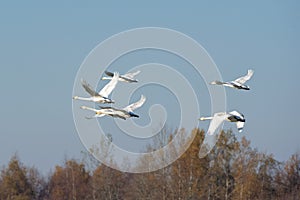 Whooper swans photo