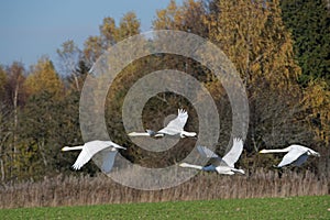 Whooper swans photo