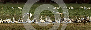 Whooper swans, Cygnus cygnus, and cranes, Grus grus