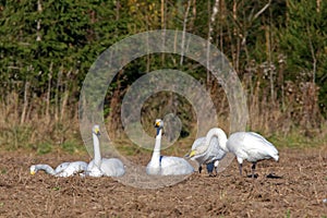 Whooper swans photo