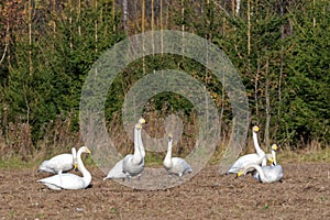 Whooper swans photo