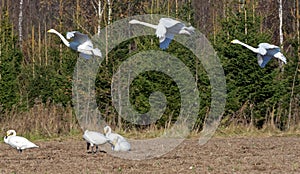 Whooper swans photo