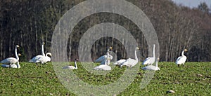 Whooper swans photo