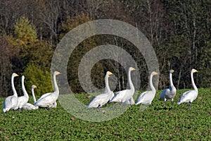 Whooper swans photo