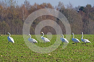 Whooper swans photo