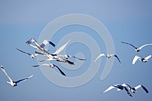 Whooper swans photo