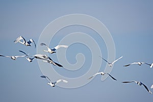 Whooper swans photo