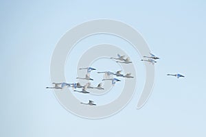 Whooper swans photo