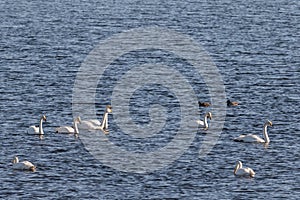 Whooper swans, Cygnus cygnus, and Mallard ducks in the Hananger water at Lista, Norway photo