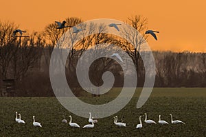 Whooper swans, Cygnus cygnus, in winter on a field