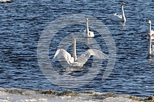 Whooper swans, Cygnus cygnus, In the Hananger water at Lista, Norway photo