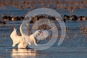 Whooper Swans , Cygnus cygnus, in winter in germany