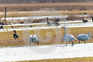 Whooper swans Eating in Partly Snowy Field