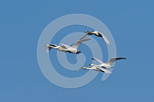 Whooper swans in flight