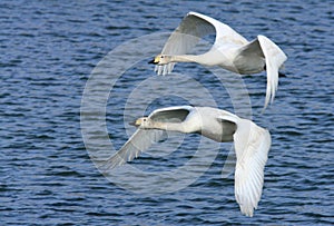 Whooper Swans in Flight photo