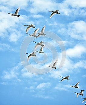 Whooper Swans in flight