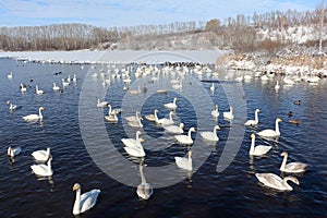 Whooper swans floating in  lake in winter, Lake Svetloye, Altai Territory, Russia