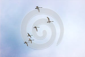 Whooper Swans fly in sky in Belarus Minsk.