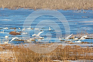 Whooper Swans flying