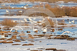 Whooper swans flying