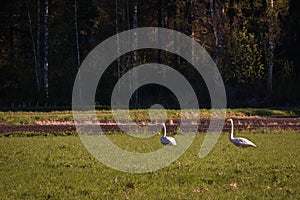 Whooper swans on green hayfield