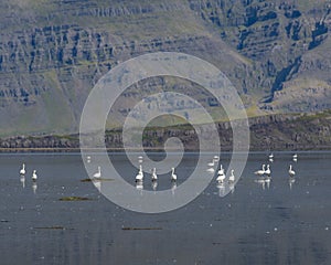 Whooper swans in an Icelandic fjord, Berufjordur photo