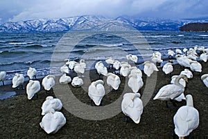 Whooper swans at Lake Kussharo, Japan, in winter