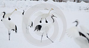 Whooper swans landing among a flock of red-crowned cranes.