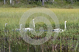 Whooper swans in marshland