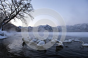 Whooper swans through mist, lake kussharoko japan