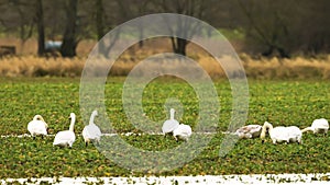 Whooper swans and mute swans together in a field