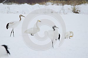 Whooper swans and red-crowned cranes