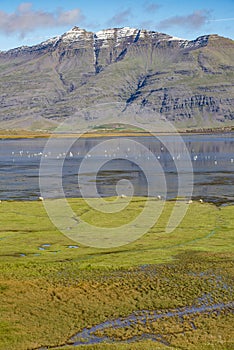 Whooper swans and sheep in an Icelandic fjord, Berufjordur photo