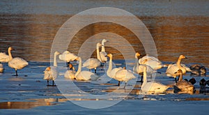 Whooper swans standing on ice