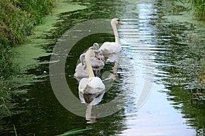 Whooper swans swim in succession, the males and females guard the environment to protect the cygnets