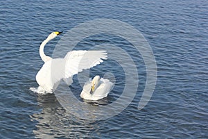 Whooper swans swimming in the lake